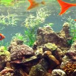 Fish Tank Need a Filter