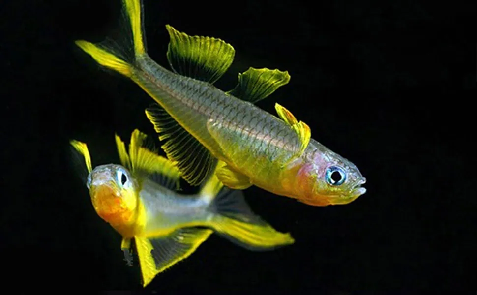 Discover the Top 10 Most Intelligent Fish for Your Tank › Pondon Aquaruim