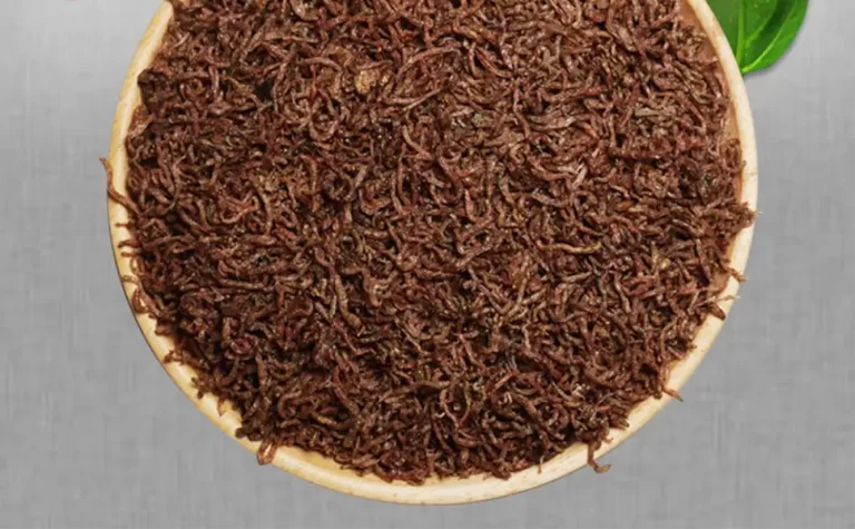 betta-fish-food-bloodworm