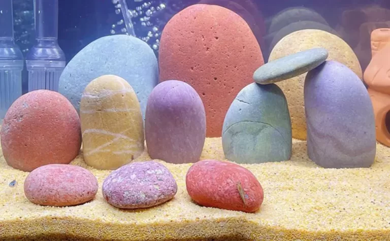 fish-tank-how-many-fish