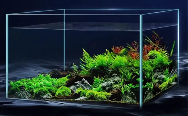 fish-tank-maintenance-tips