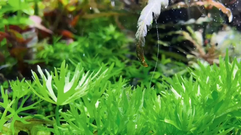 HD-fish-tank-video-guide